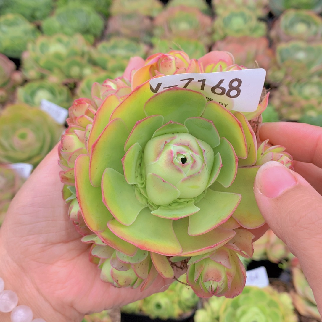 7168会掉侧芽可可西