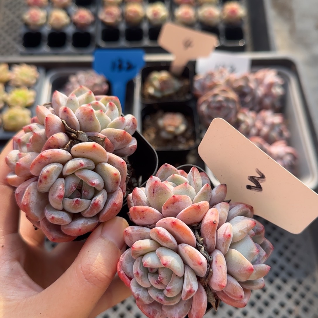 3特冰玉哈哈哈哈哈哈