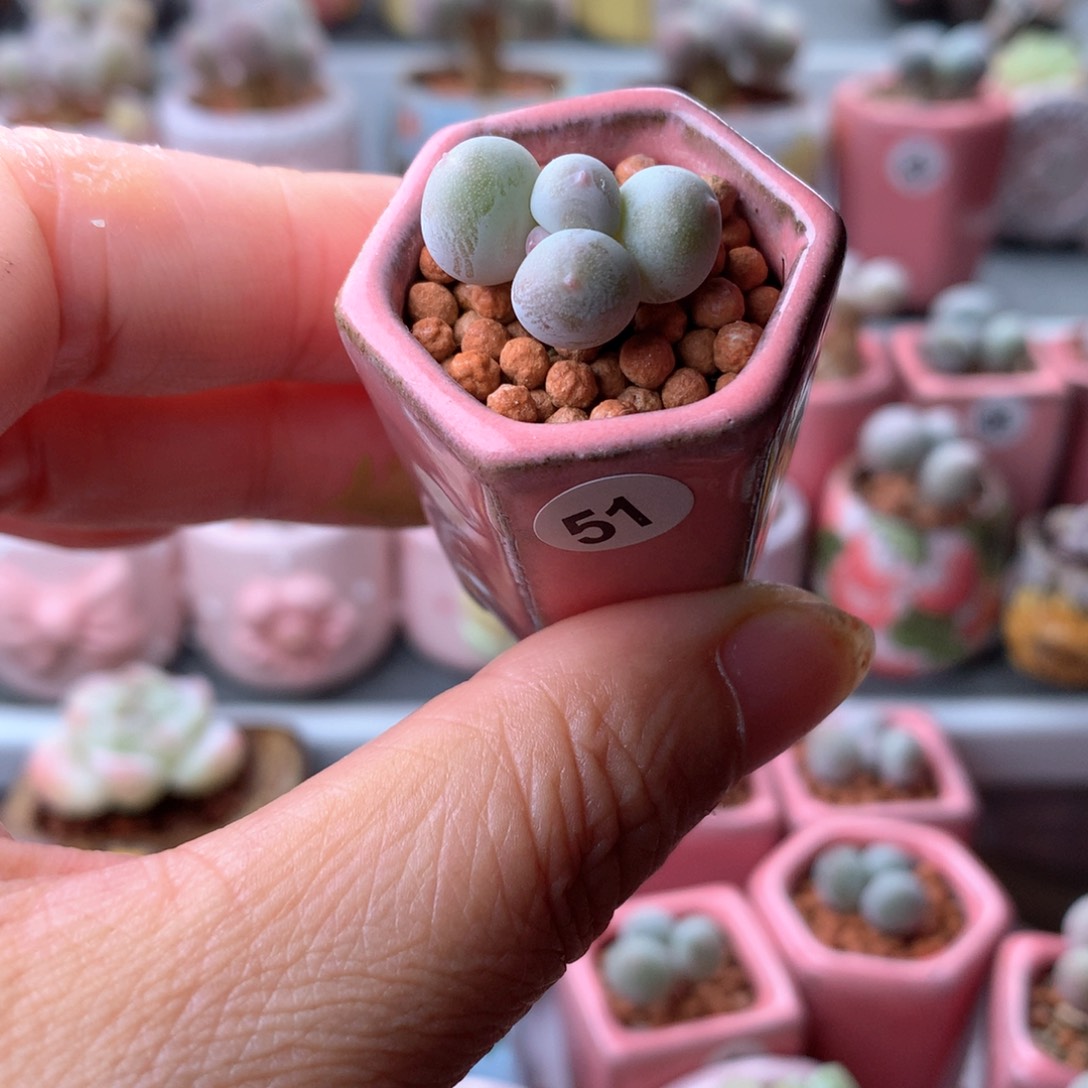 米可奶酪带花盆发货