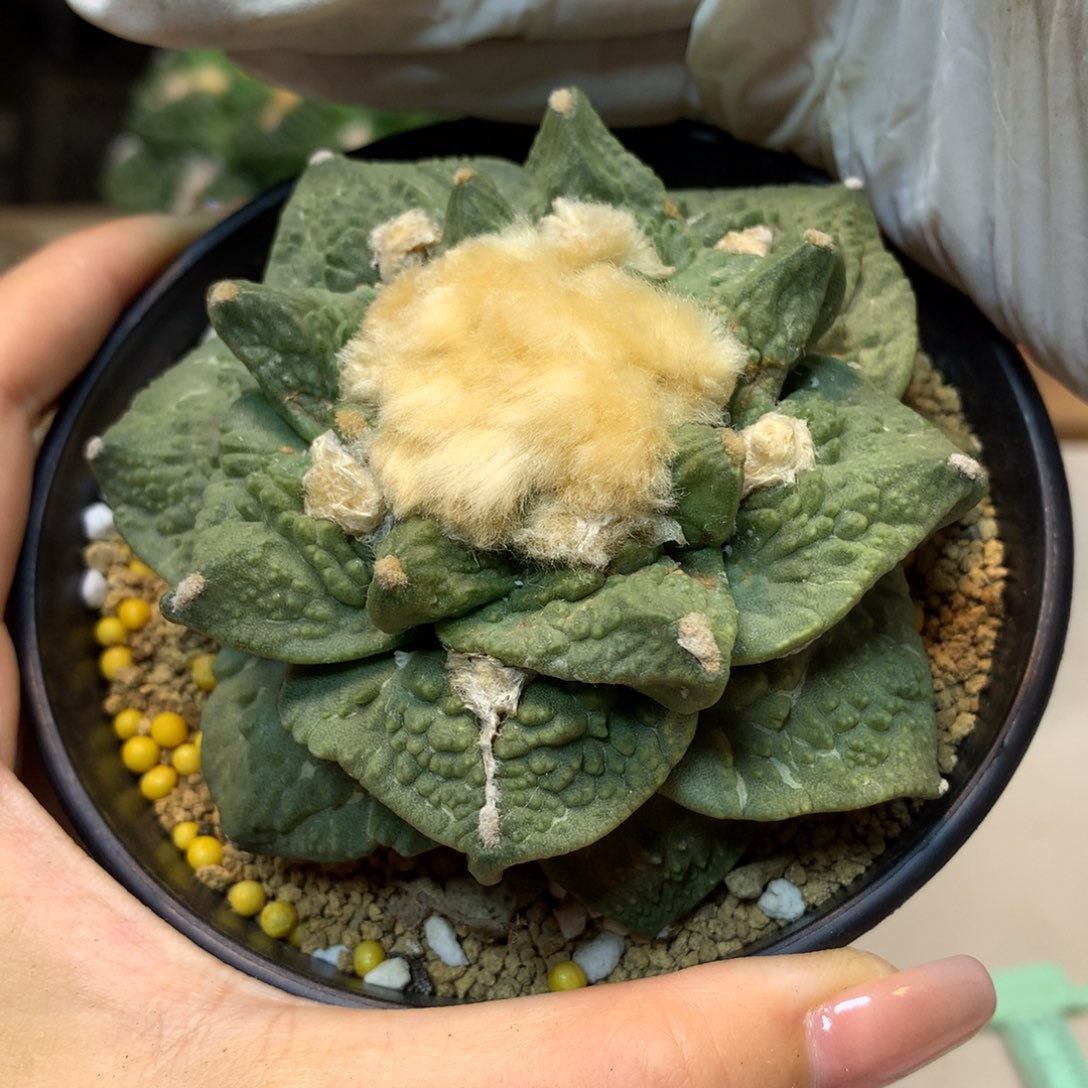    16号 自根翘尤怒涛8.5公分带盆土发货