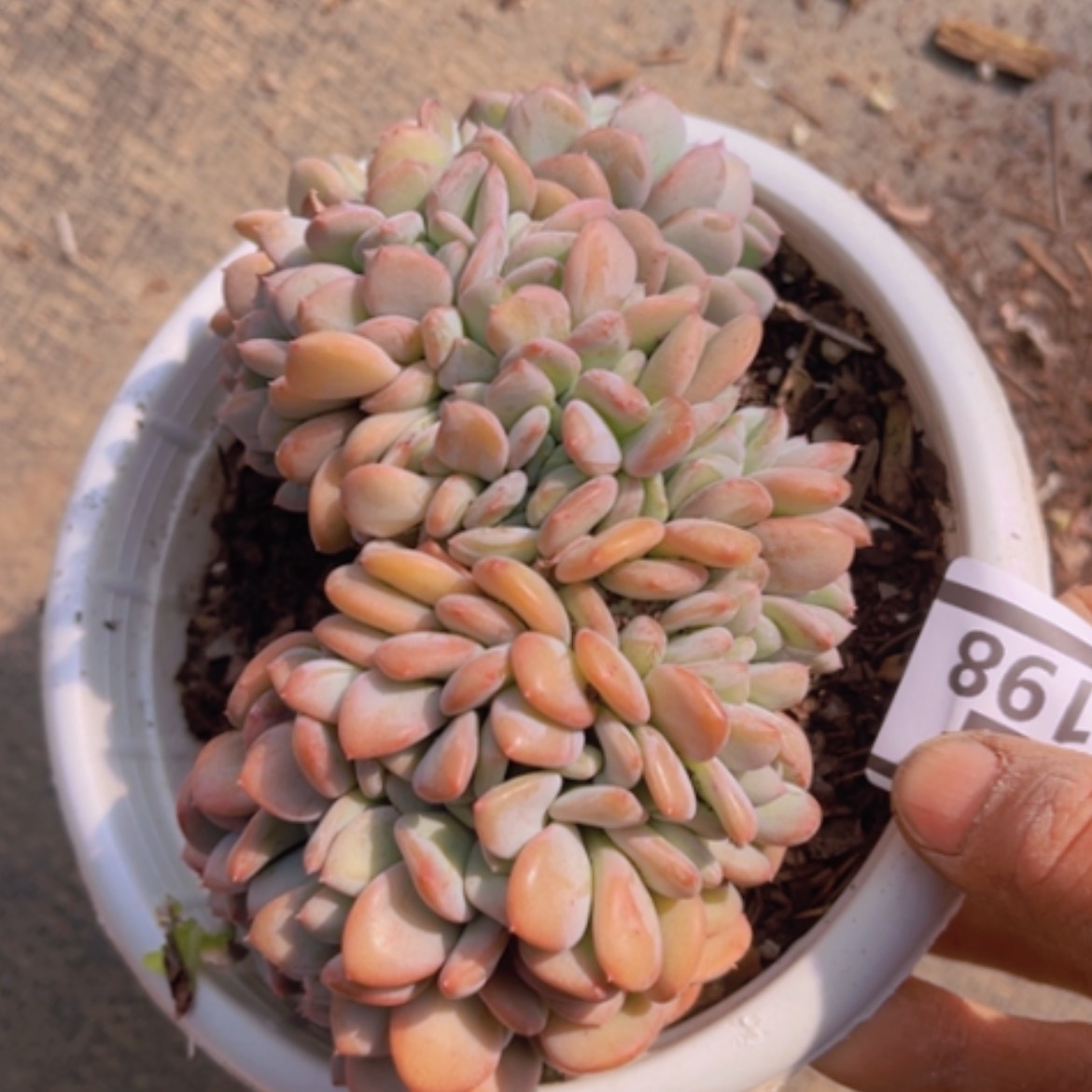 【闪购商品】玛瑙缀03198