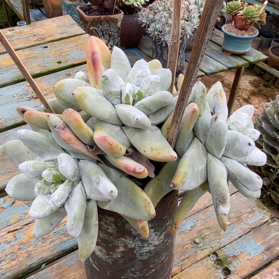 拇指啦啦啦啦啦啦