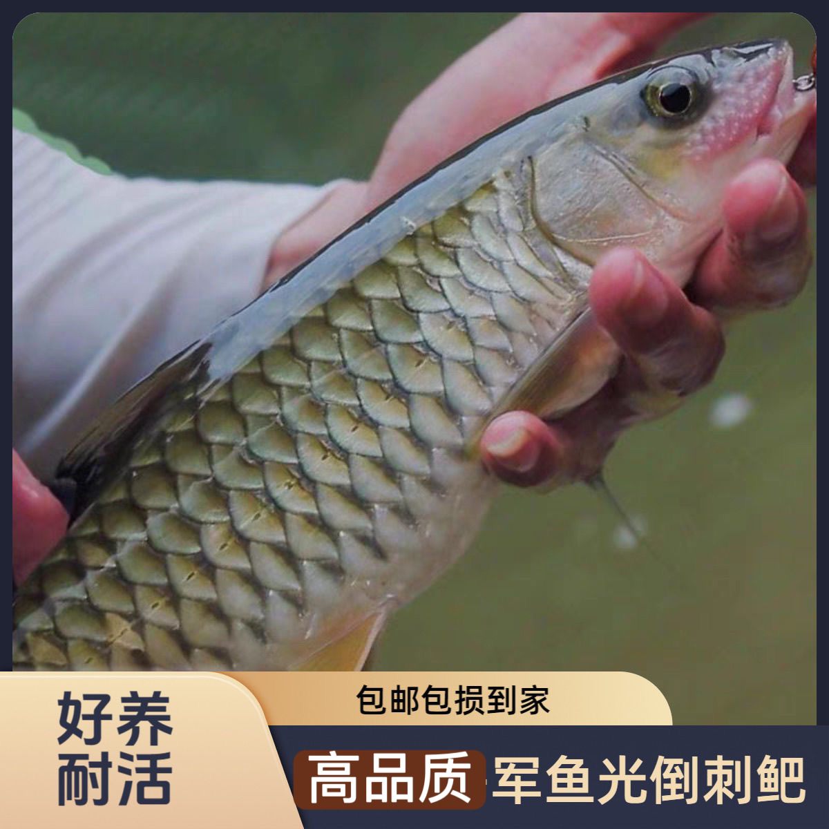 【只卖正品】优质军鱼黄娟鱼铠甲将军鱼可食用淡水皮实原生宠物鱼