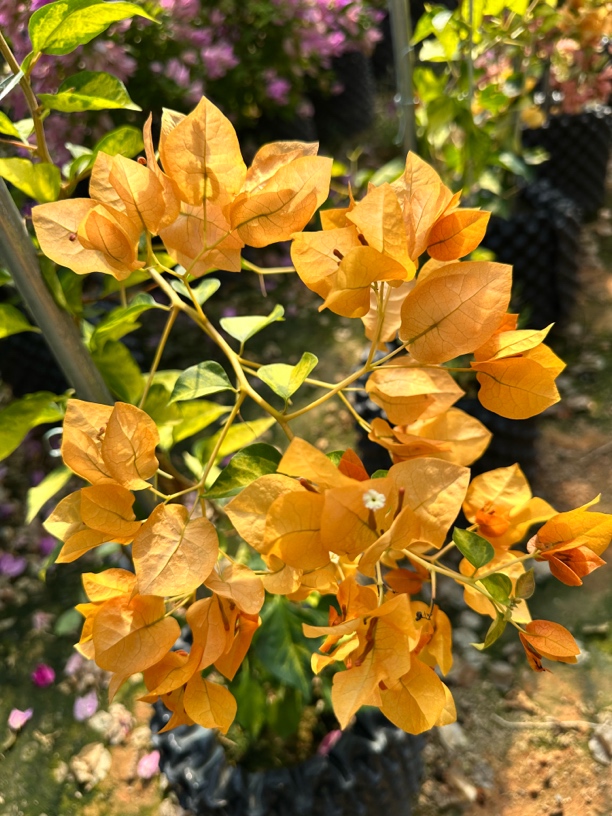 三角梅福利品一物一拍