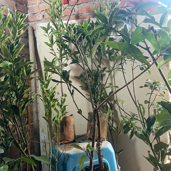 莲雾杯苗，带杯发货