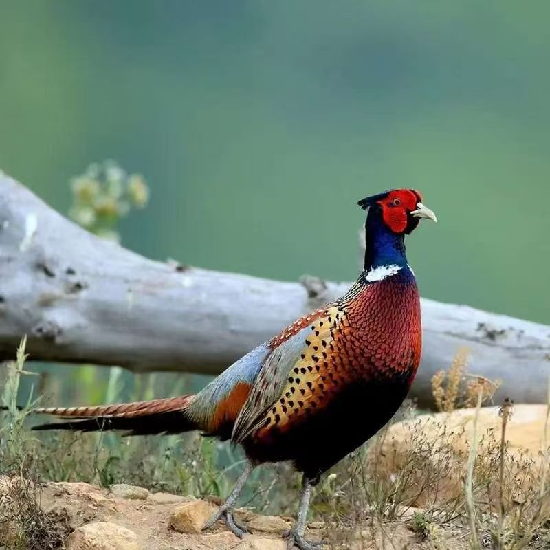 （易老师）正宗成年七彩山鸡人工散养观赏鸡肉质鲜美 京东包邮