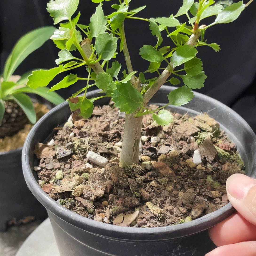 纳马没药666666666999