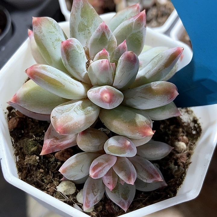 多肉植物幻影19多肉