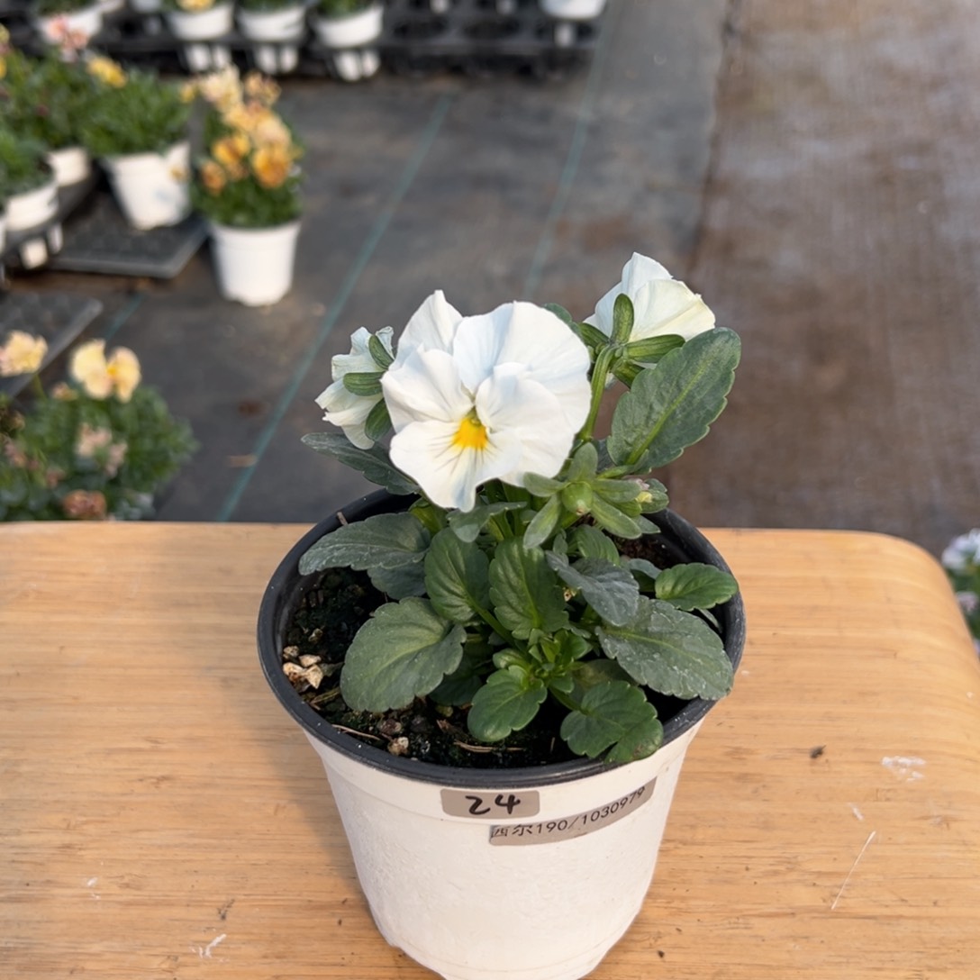 红陶抖音直播间闪拍24