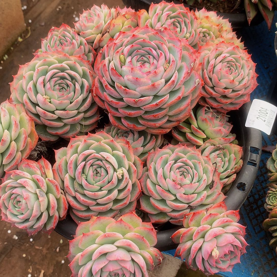 朵***³侧影21004多肉多肉