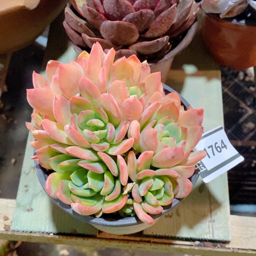 【闪购商品】杂1764