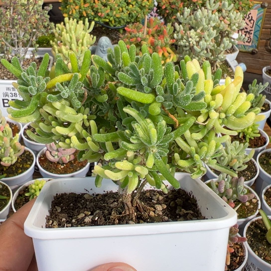 20-069荧光兔阴阳拉丝锦