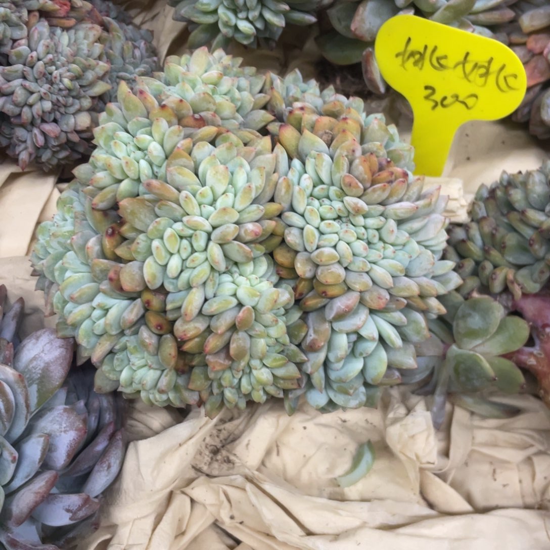 姚***姚石榴子星影满天星树