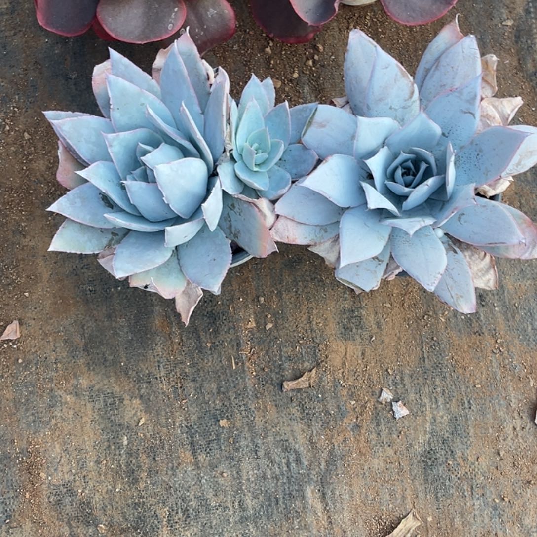 爱***爱66号多肉广寒宫2棵