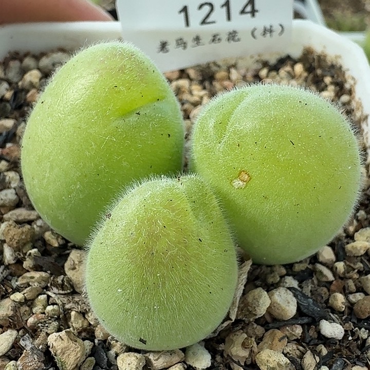 老马生石花毛翠滴1214