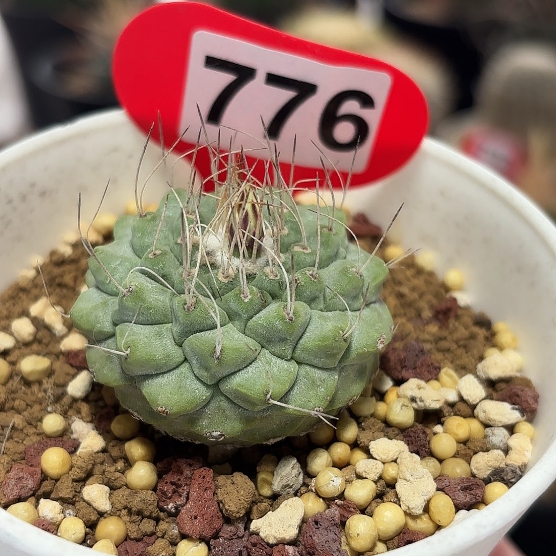 仙人球实生仙人球菊