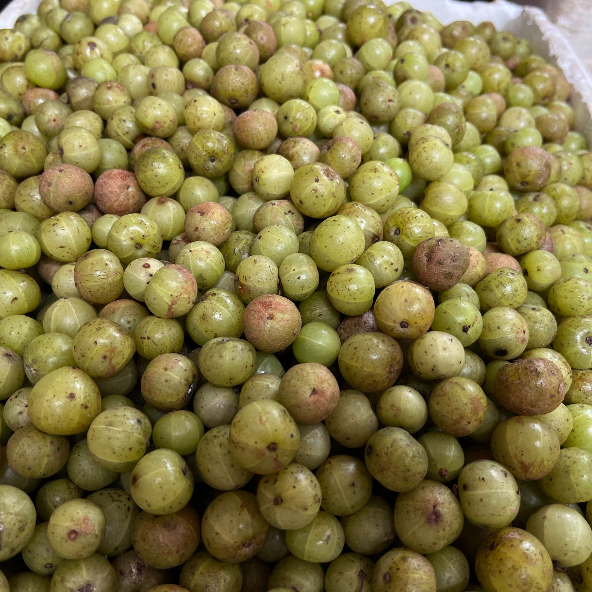 广西新鲜采摘油 甘果甜种崩坎种生吃回甘好孕妇零食