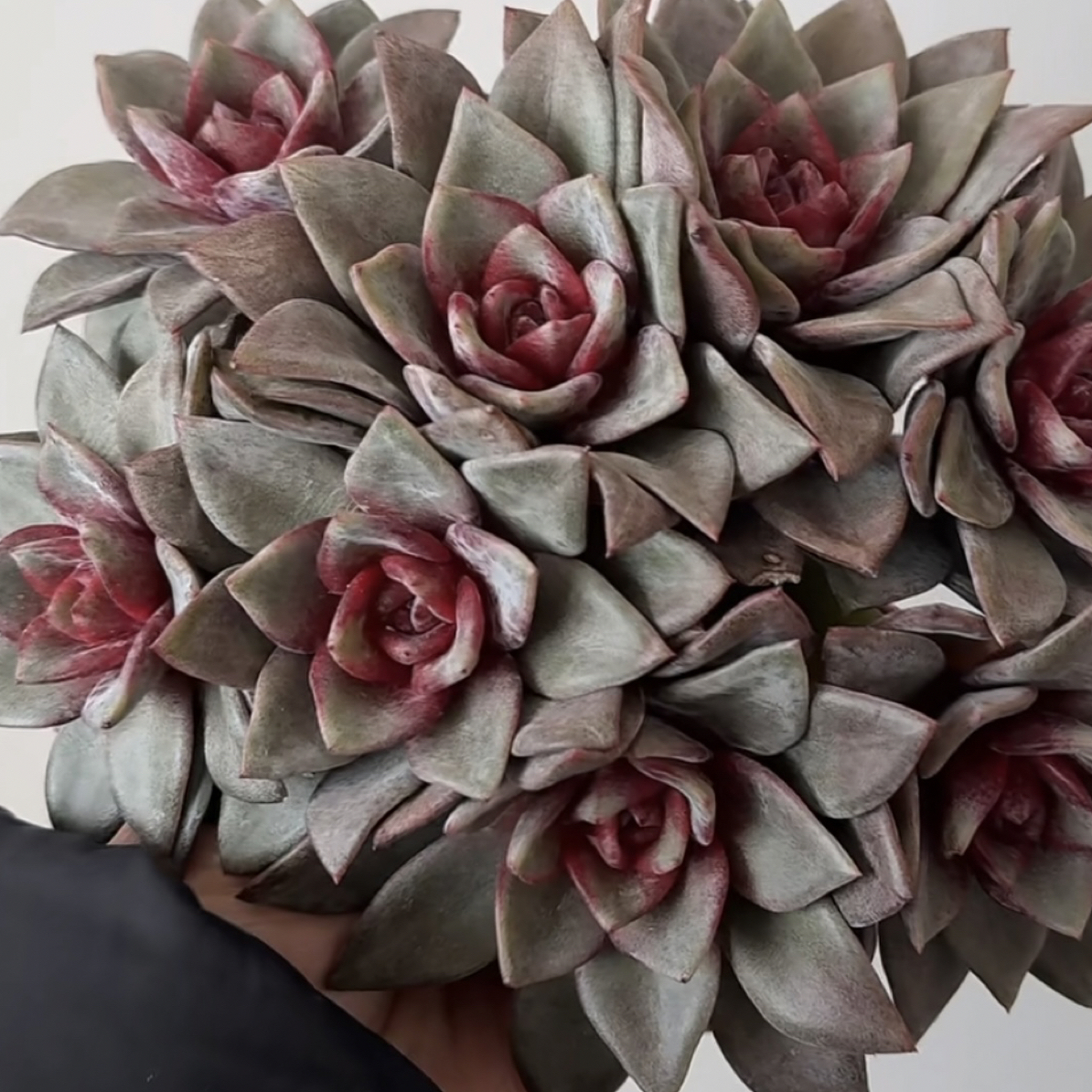 多肉植物一物一拍，1500