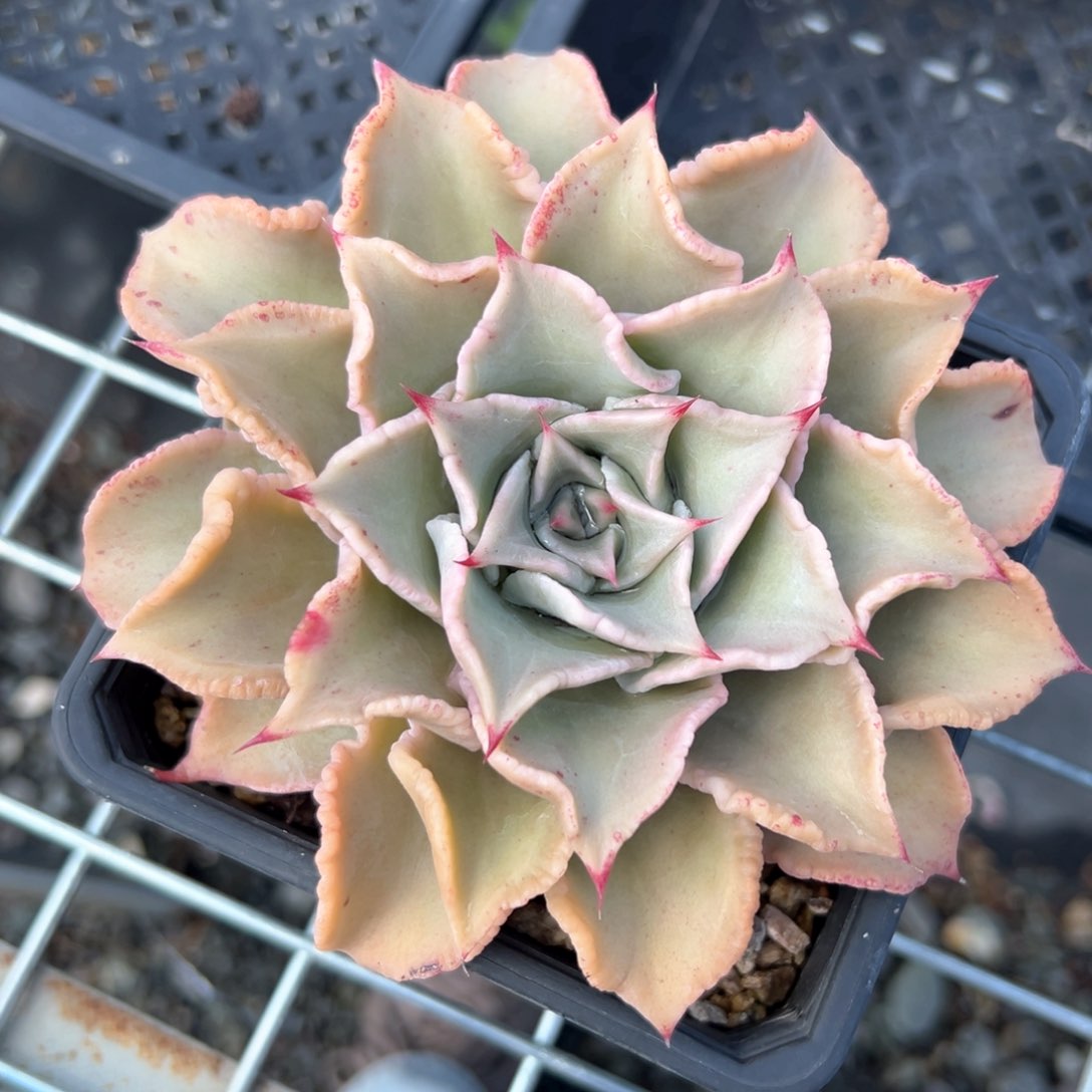 饺子皮（满38包邮）多肉