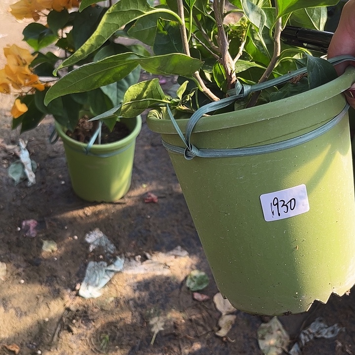 无花朵三角梅甜西瓜