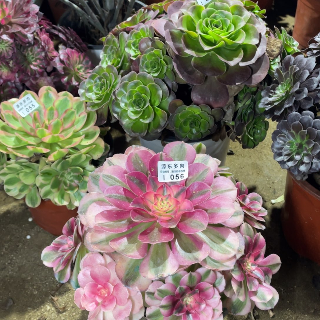 056倾城多肉法师断枝不包