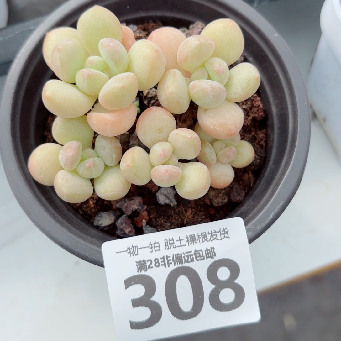 萤火虫奶整群多肉多肉多肉