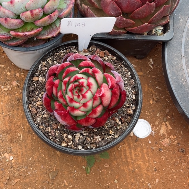 九***字惊鸿仙子多肉植物A103