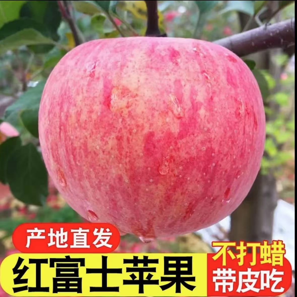 正宗山东红富士苹果新鲜水果应当季整箱苹果带箱有5斤和10斤
