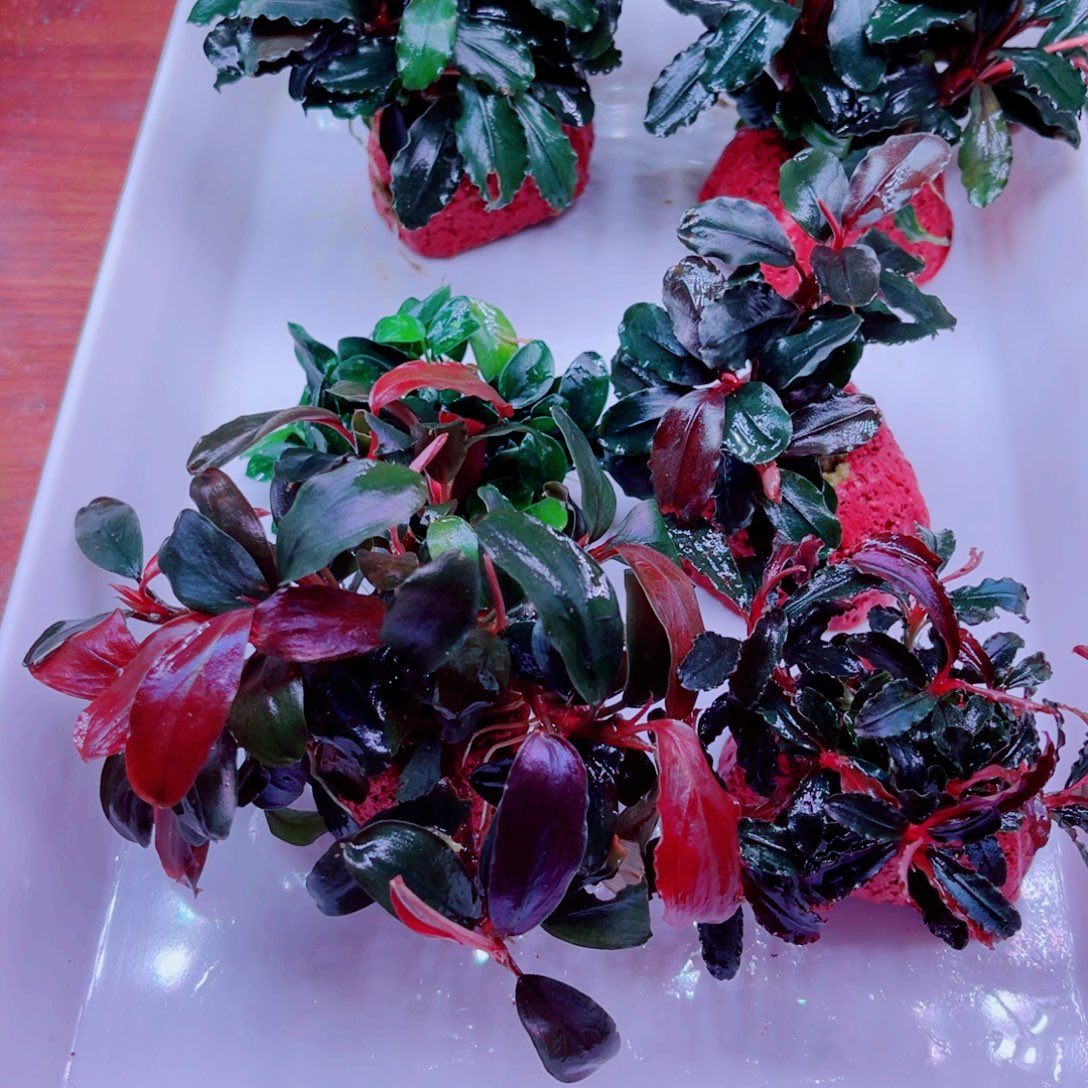 萍***聊美小呆哇塞套餐一份