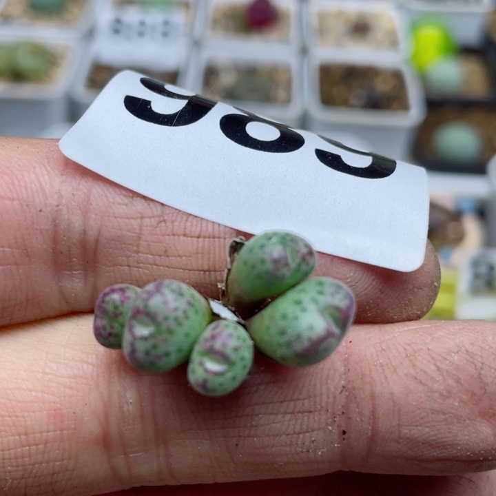 989草莓斑马5头l l