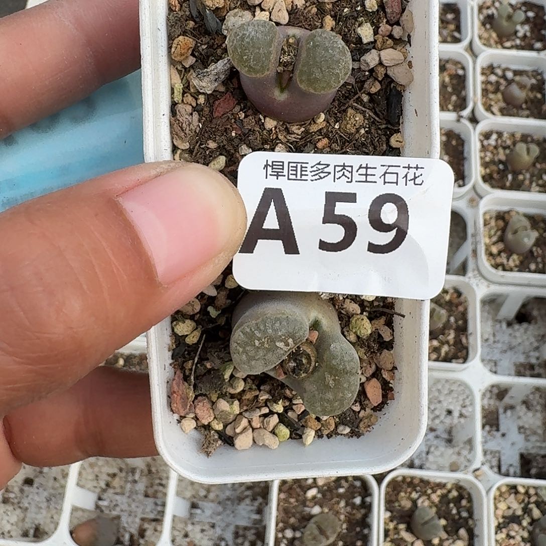 59多肉植物多肉植物