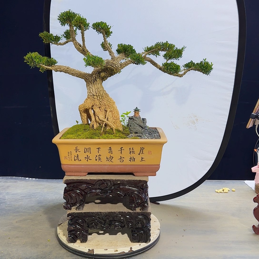 高端黄杨盆景艺术