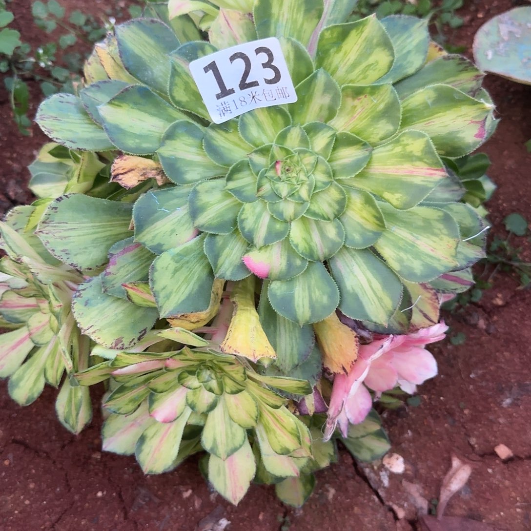 吉***妈123知否超花无根发货