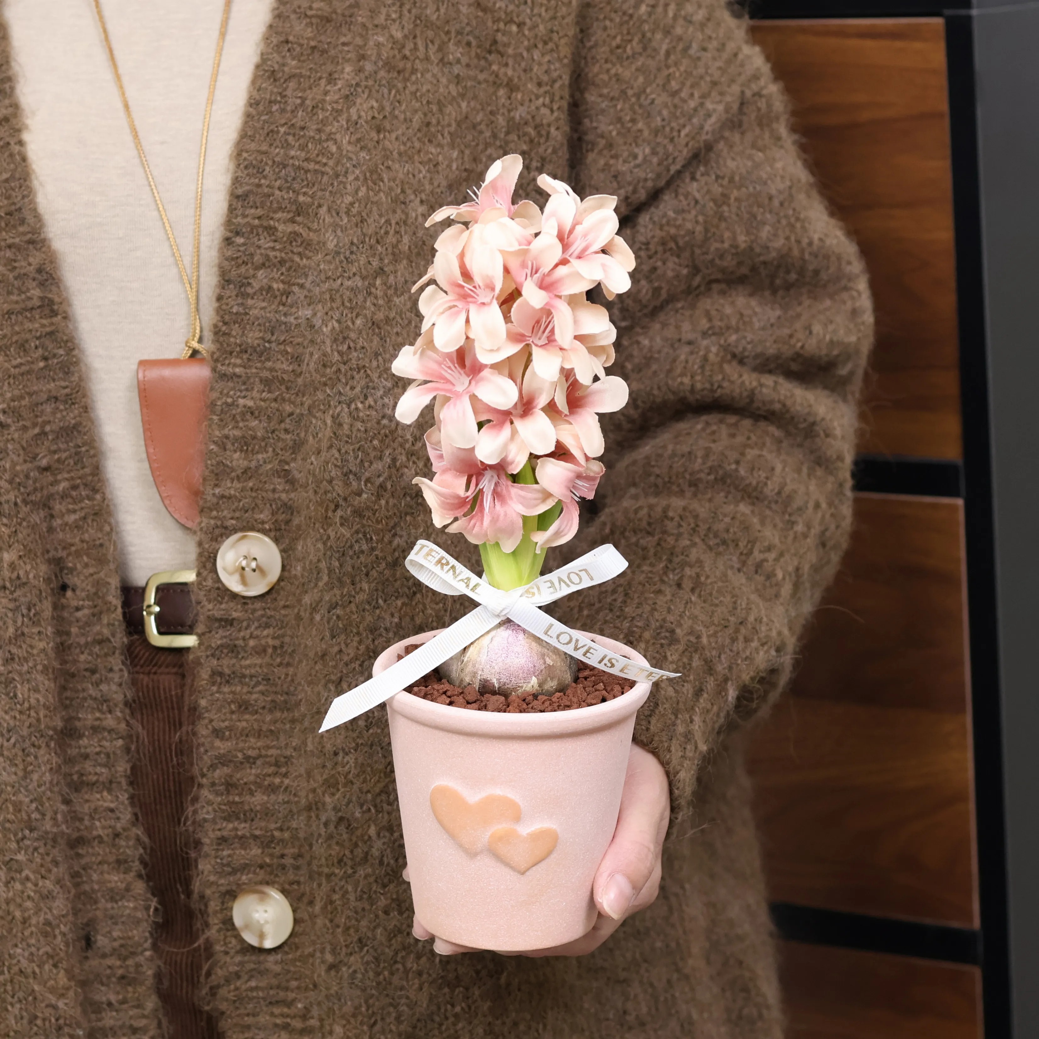 风信子种球水养土培冬季室内外花卉盆栽植物花卉耐寒好养