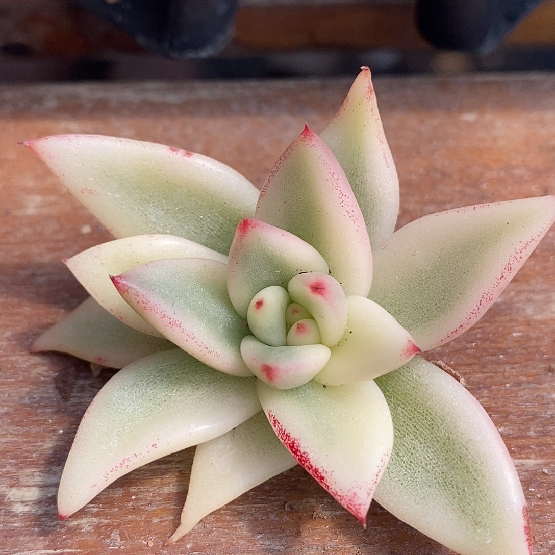 托干玛丽亚宽锦  小方花圃一物一拍