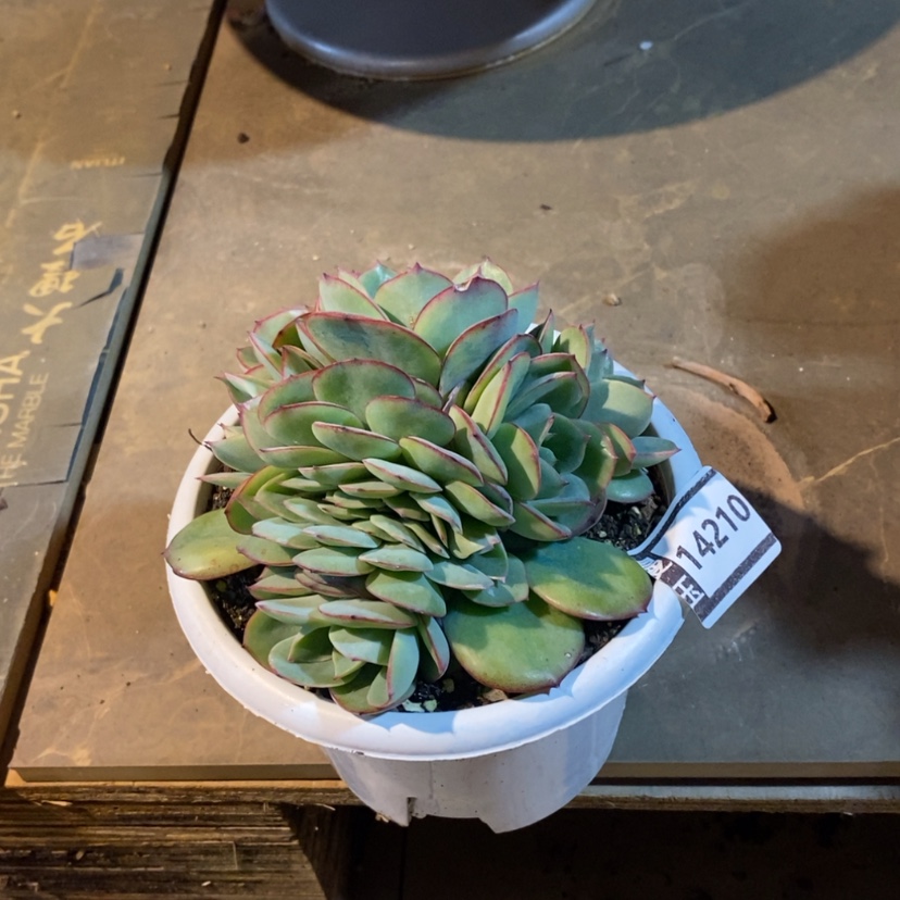 【闪购商品】牡丹亭缀14210