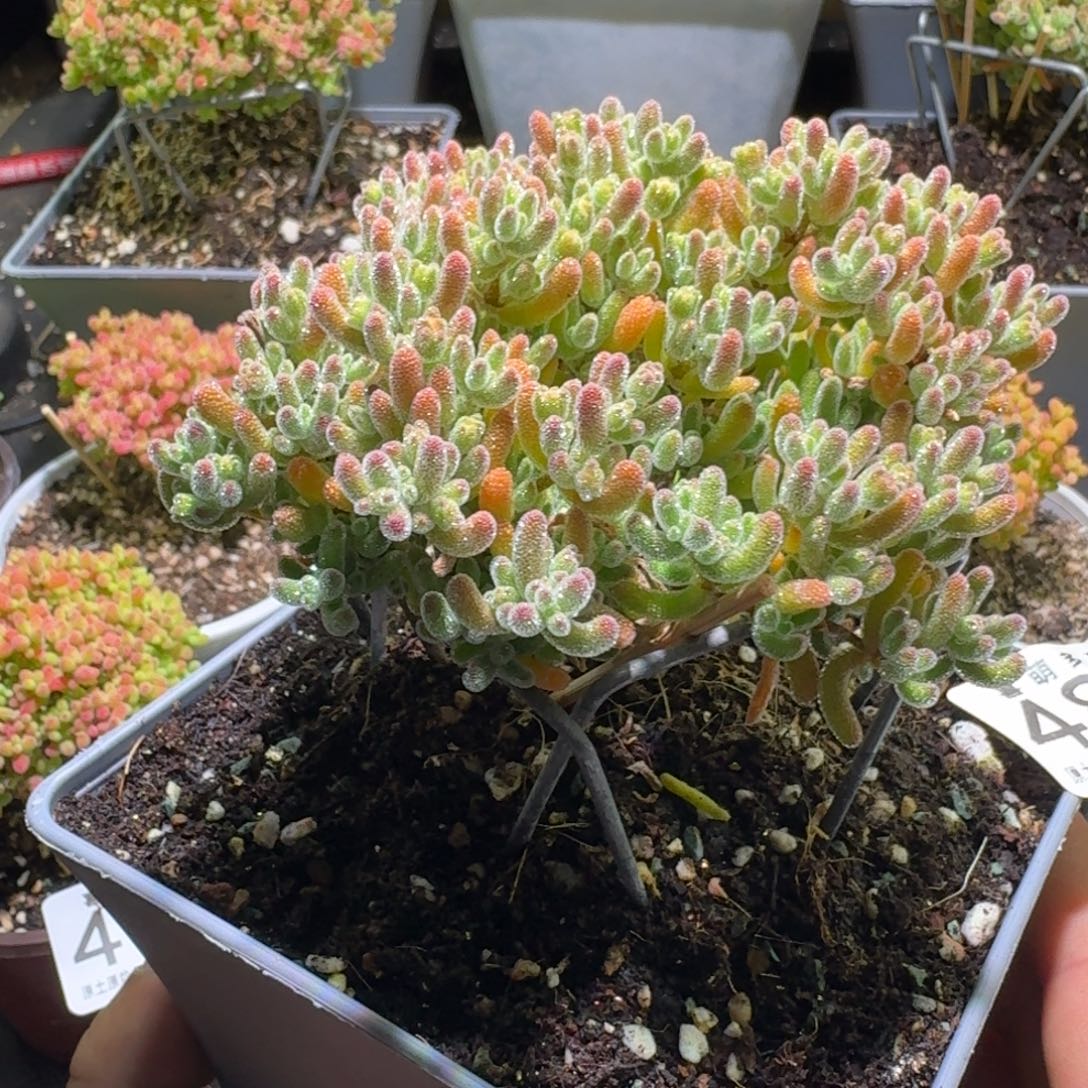 枝干番杏橘子冰晶483