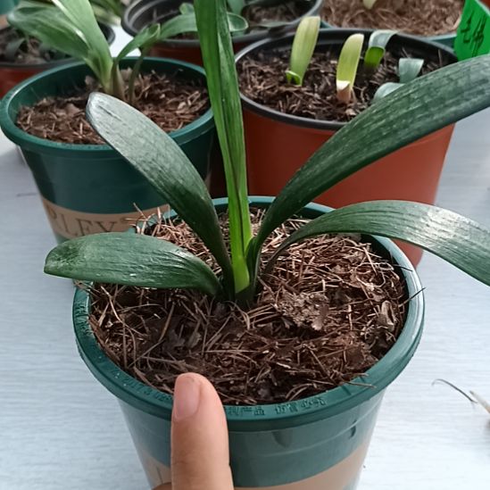 无花朵特色花卉君子兰小苗君
