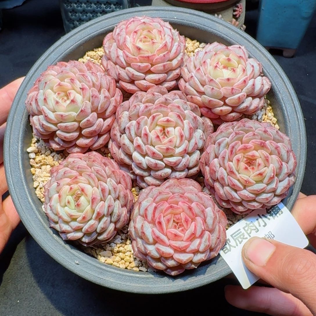 多肉植物  526  白胖子