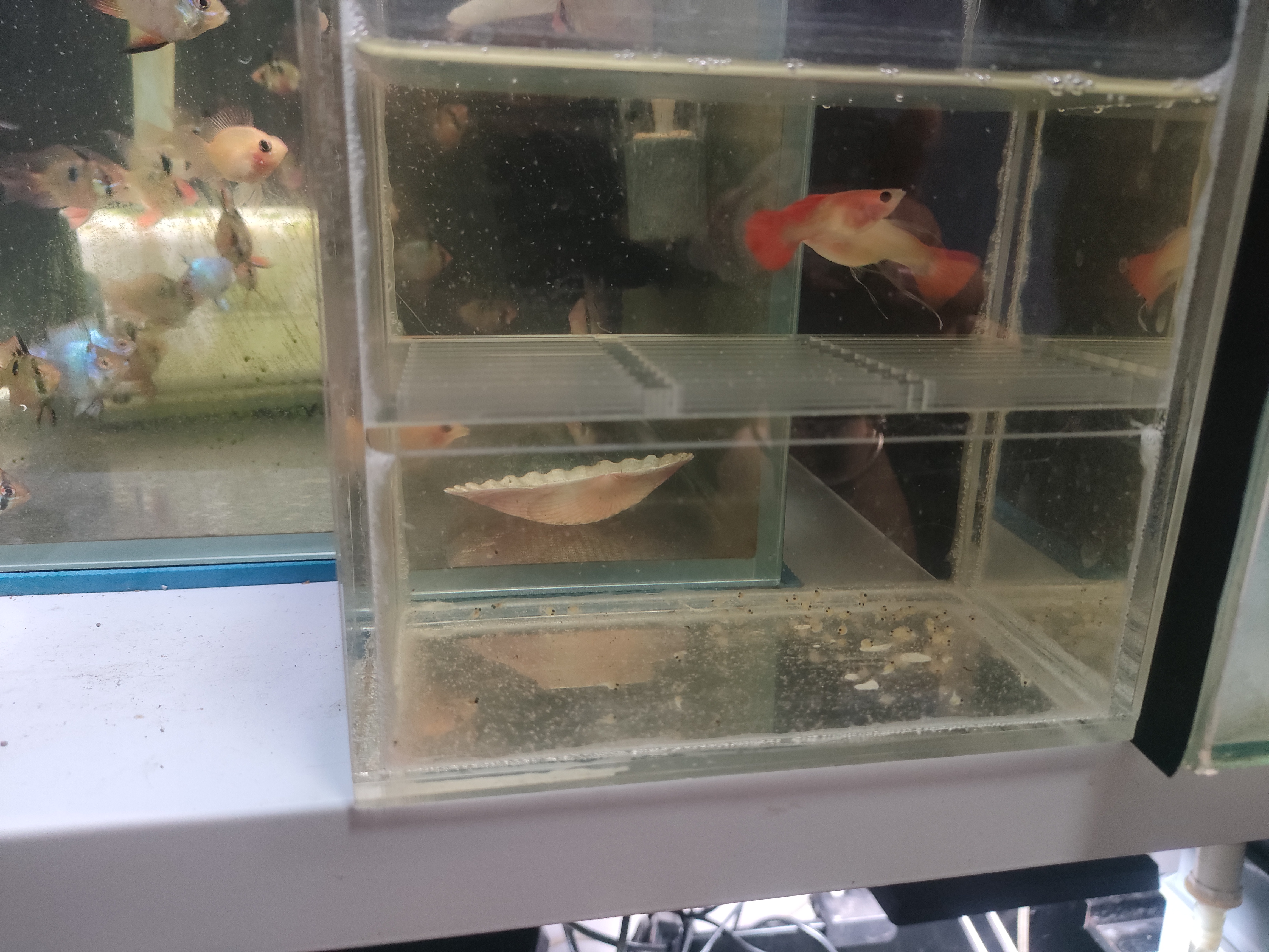 火烧云孔雀鱼小型热带观赏鱼好养耐活淡水活体