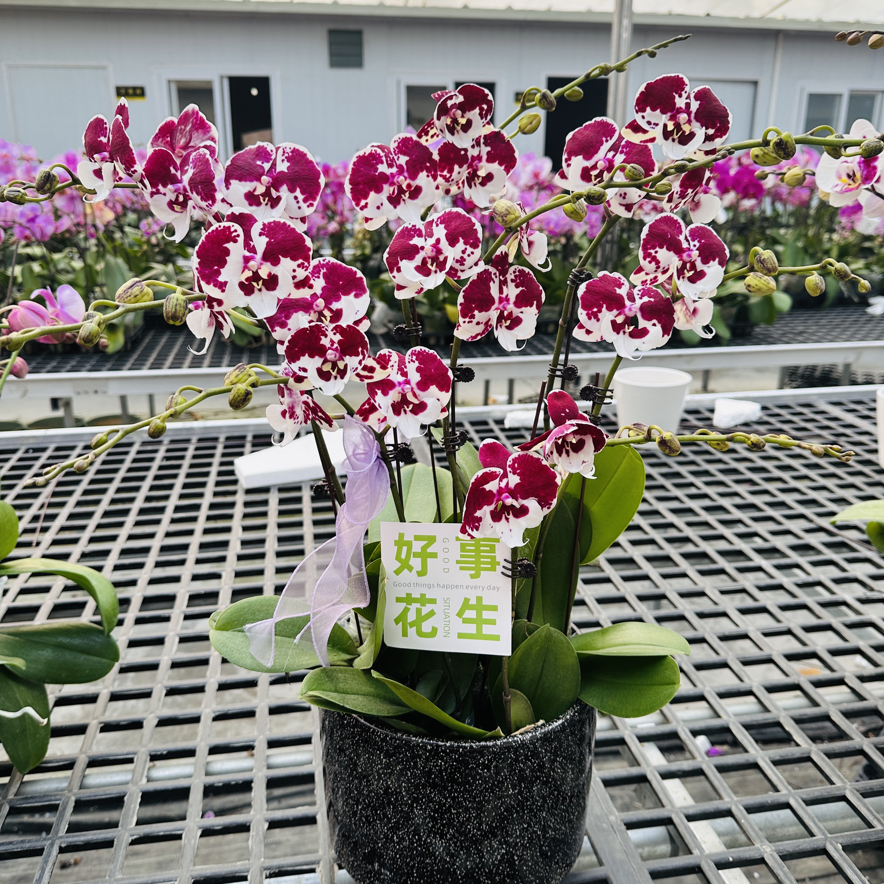 A3【一千零一夜】高端精品蝴蝶兰室内盆栽/家庭花卉