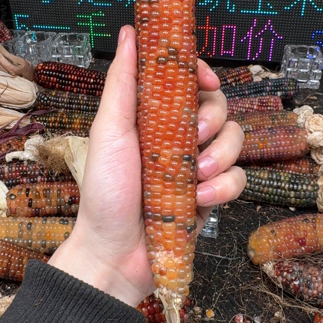 柏香籽/百香籽吊坠彼*