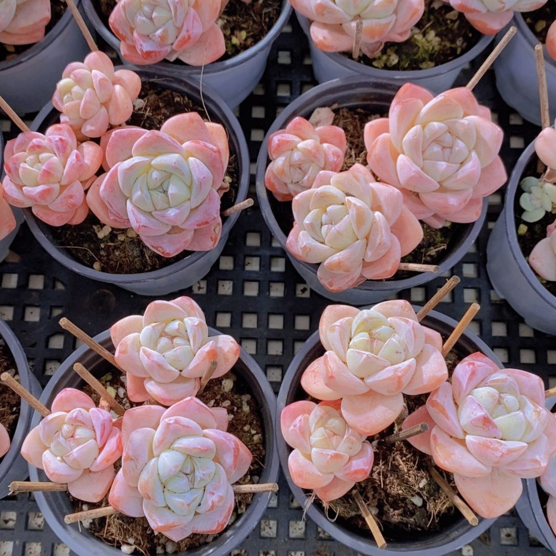 1203-01-P精品母本老桩樱花冰玉群一个