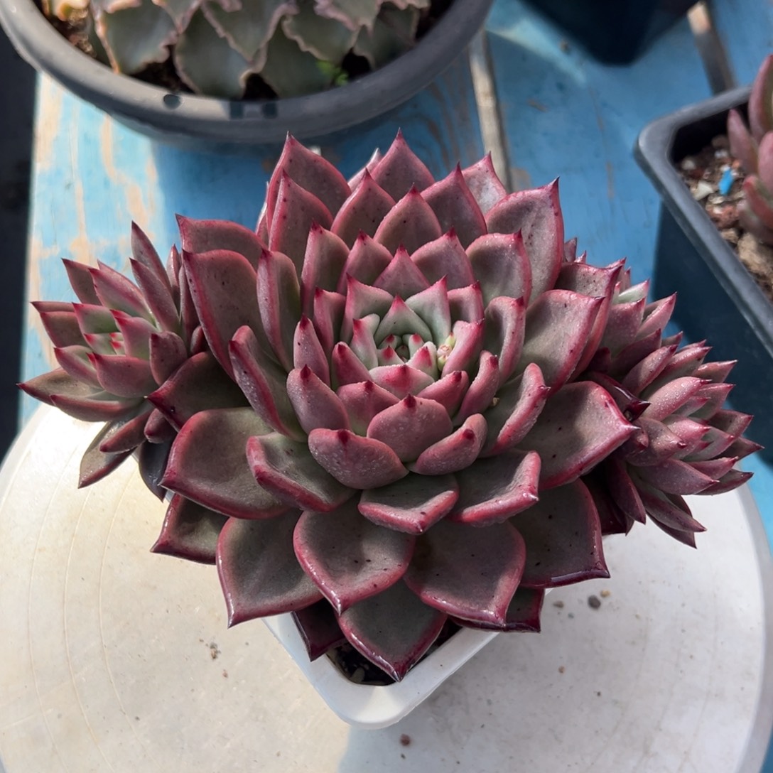 多肉植物一物一拍