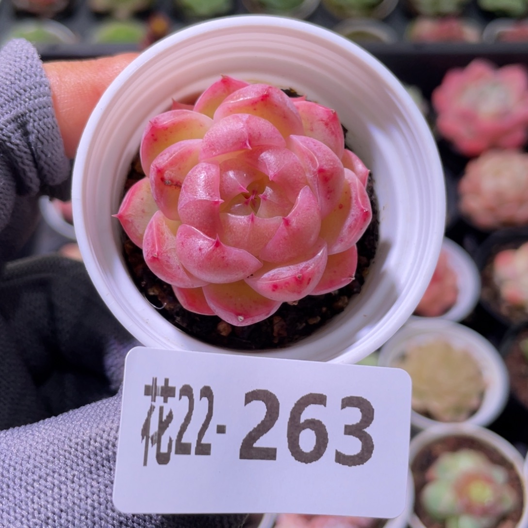 花利美22-263麦秆