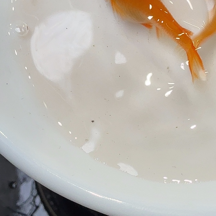 青鳉鱼97号拍品红皮球