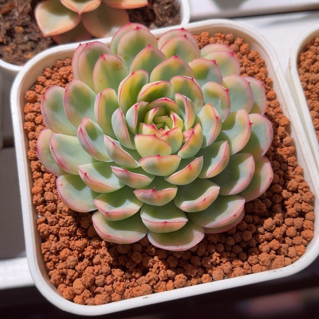 ****岫草莓冰锦多肉植物