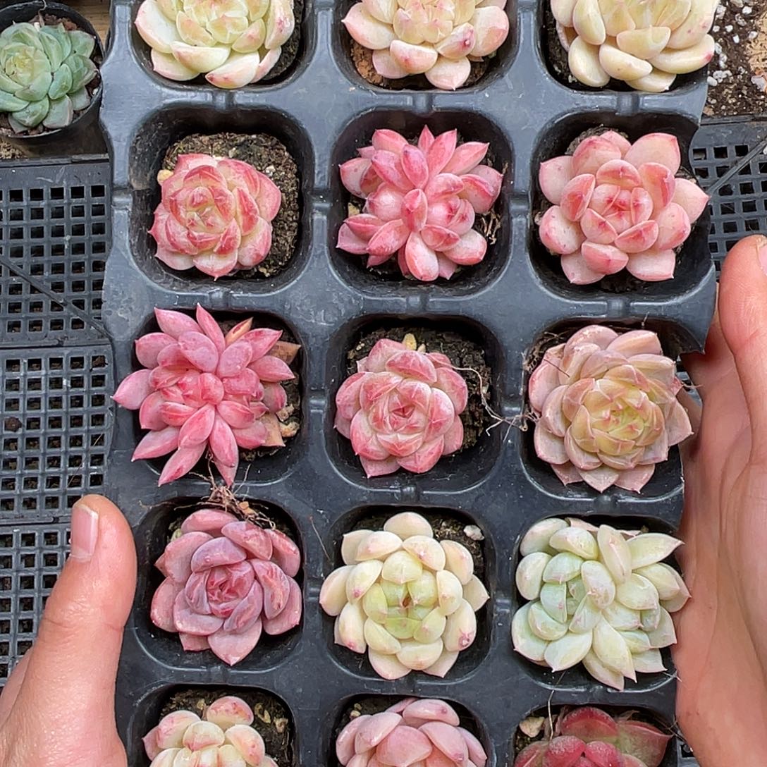 多肉一物一拍28-145