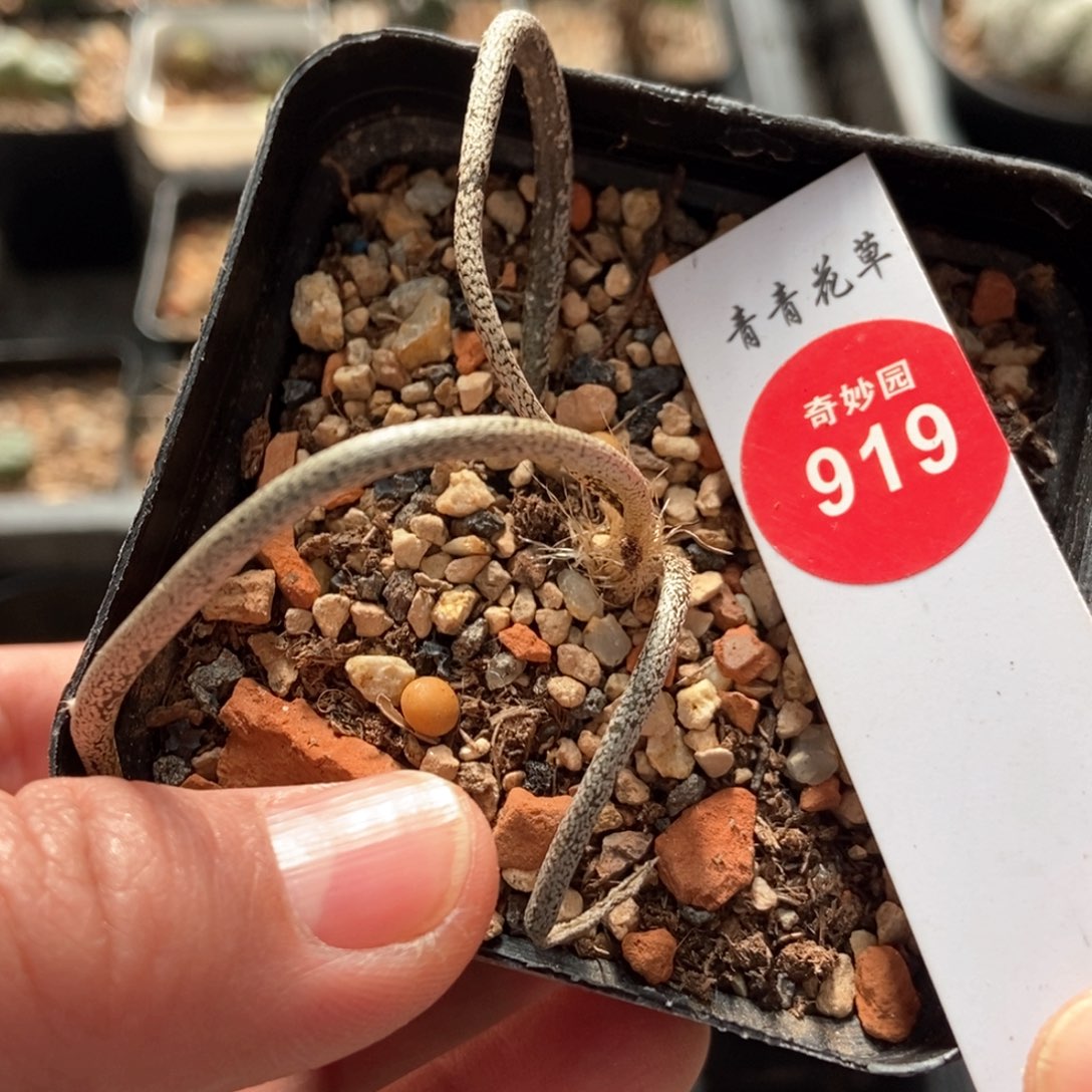 美杜莎一颗仙人球