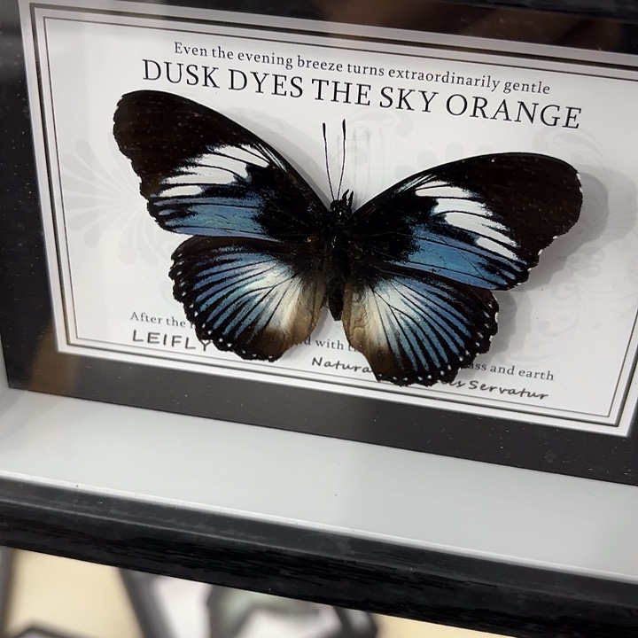 武***山蝴蝶标本定制048@